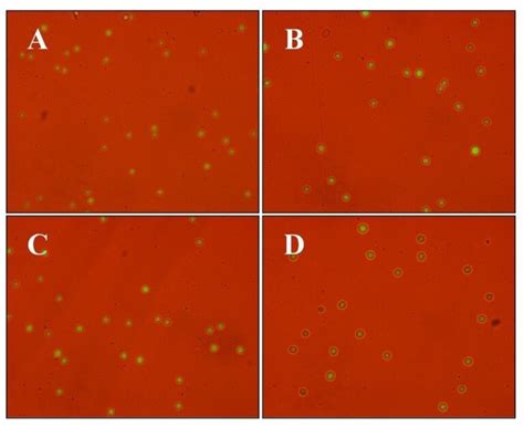 Cellular viability of mouse embryonic fibroblast (MEF) cells cultured... | Download Scientific ...