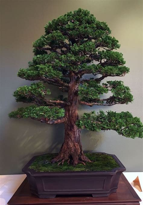 Hinoki Cypress | Bonsai tree, Bonsai forest, Bonsai art