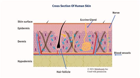 What are the Different Layers of Human Skin? – Skin Type Solutions