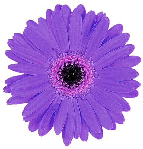 Light Purple Gerbera by jeanicebartzen27 on DeviantArt