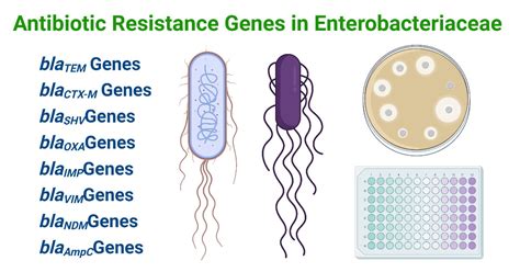 Antibiotic Resistance Genes in Enterobacteriaceae