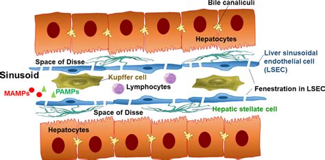 Schematic structure of the hepatic sinusoid. The hepatic sinusoids are... | Download Scientific ...