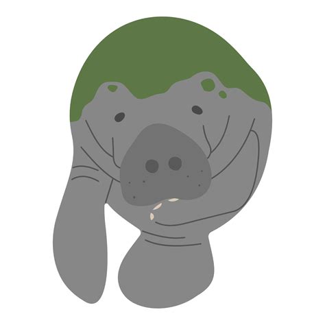 Manatee Single cute 26179175 Vector Art at Vecteezy