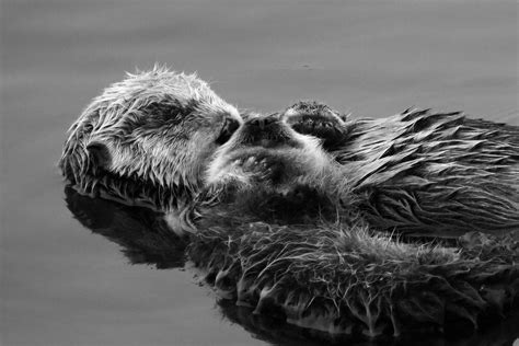 Sea Otter Family, Mother and Baby | Mother and bay otter bon… | Flickr