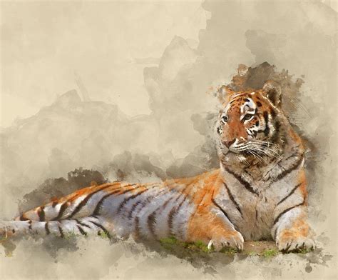 Digital watercolour painting of Beautiful image of tiger relaxin Photograph by Matthew Gibson ...