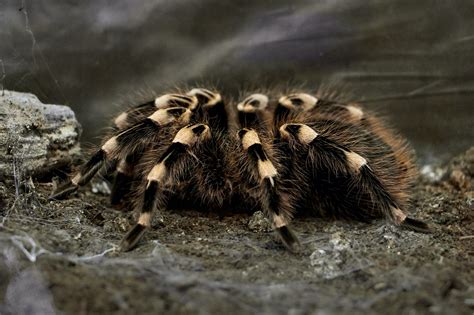 Tarantula venom could provide future type 2 diabetes treatment - The Diabetes Times