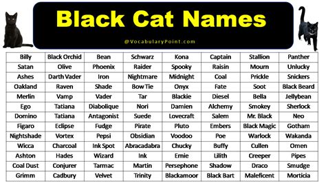 200+ Best Black Cat Names (Unique & Badass) - Vocabulary Point