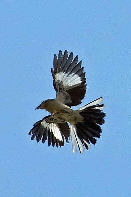 Northern Mockingbird | Bird, Black bird, Trees to plant