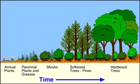 9(i) Plant Succession