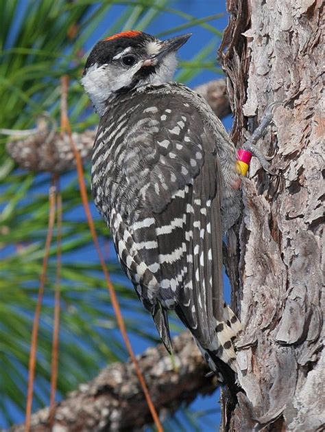 Red cockaded woodpecker - Alchetron, the free social encyclopedia