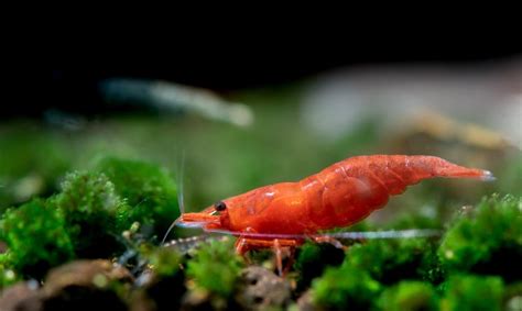 Red Cherry Shrimp Breeding & Information » Petsoid