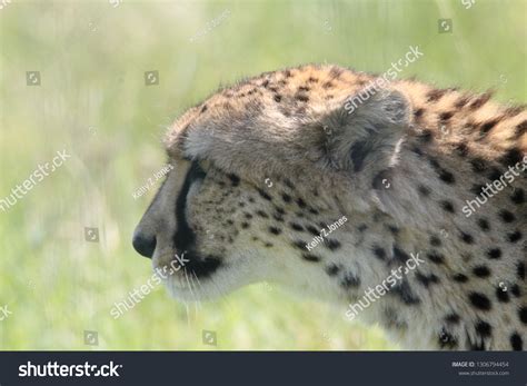 Cheetah Side View Stock Photo 1306794454 | Shutterstock