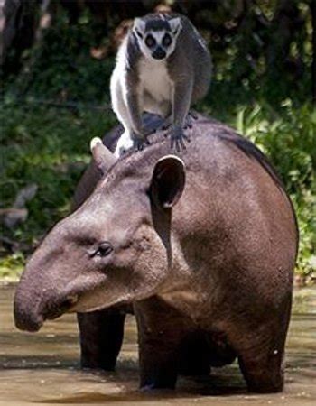 Brisbane's Alma Park Zoo (Dakabin) - 2020 All You Need to Know BEFORE ...