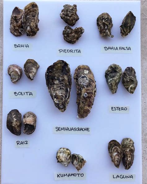 Beautiful varieties of oysters - our test kitchen team is eagerly preparing the menu for # ...