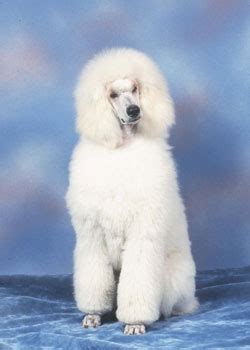 Poodle History & Training/Temperament - American Kennel Club