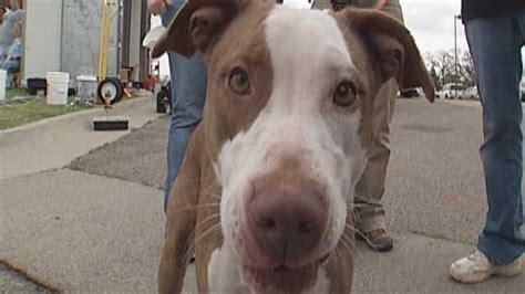 College Students Spend Spring Break At The OKC Animal Shelter