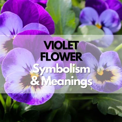 Violet Flower: Symbolism, Meanings, and History - Symbol Genie