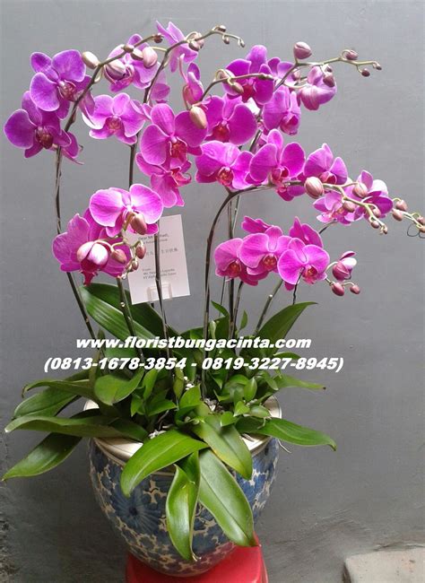 Rusty Florist Jakarta - Online Flower Shop: Bunga Anggrek Bulan Ungu Hari Raya