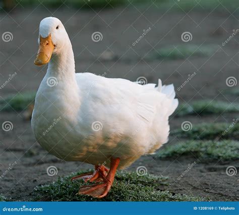 Canard blanc image stock. Image du promenade, facture - 1208169