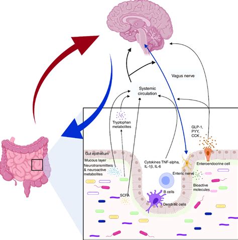 The gut-brain axis communication is bidirectional and mediated by ...