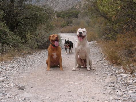 lettfrogudod: dogo argentino hunting boar