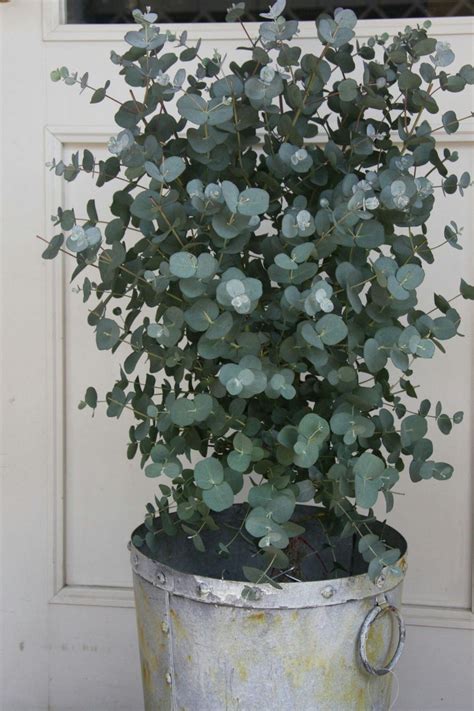 10 Organic Dwarf Baby Blue Eucalyptus Seeds Indoor House - Etsy