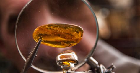 10 Amazing Ancient Discoveries Preserved In Amber - Listverse