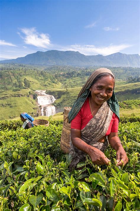 "Sri Lanka, The Hill Country, Nuwara Eliya, Tea Plantation, Woman ...