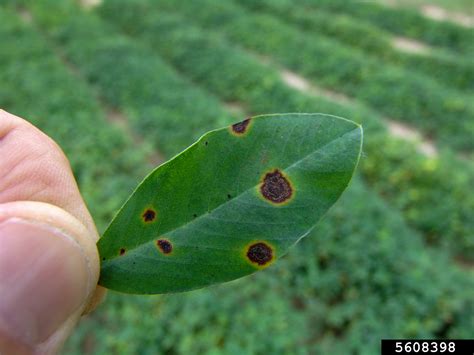 Cercospora leaf spot (Cercospora arachidicola)