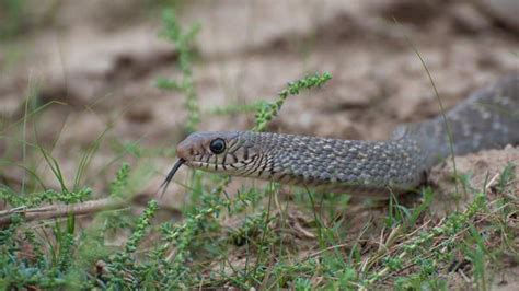 The Indian Rat Snake is out in the rainy season - The Hindu