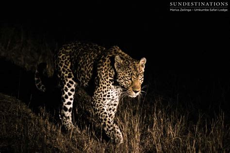 Umkumbe's favourite leopard on a kill