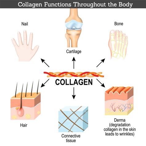 Clearing the Confusion About the Types of Collagen - Suzy Cohen, RPh ...
