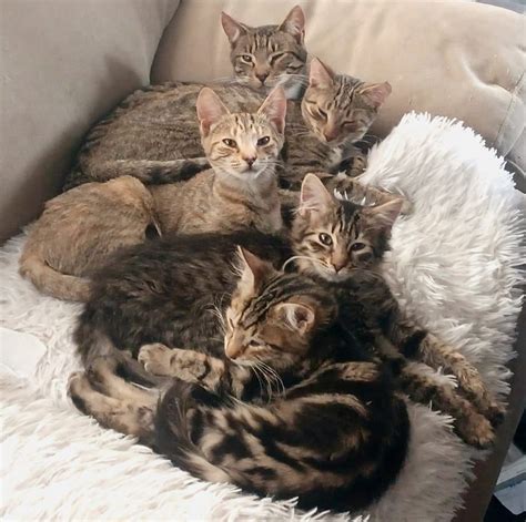 Invercargill Kitten Safe Haven | Invercargill