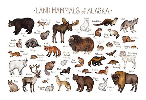 Alaska clipart animal alaska, Alaska animal alaska Transparent FREE for download on ...