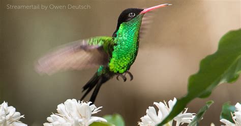 Streamertail - American Bird Conservancy