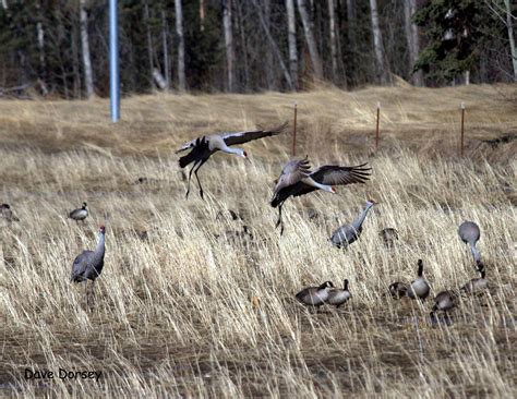 Something about Sandhill Cranes