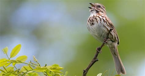 The Sparrow | Little Authors | Poems