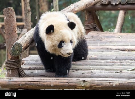 Giant panda baby hi-res stock photography and images - Alamy