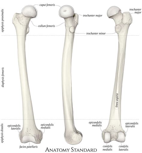 Right Femur in 2024 | Anatomy bones, Leg bones, Bones