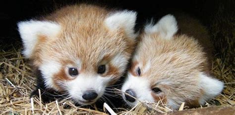 Just too cute! Adorable red panda cubs born at British zoo that look ...