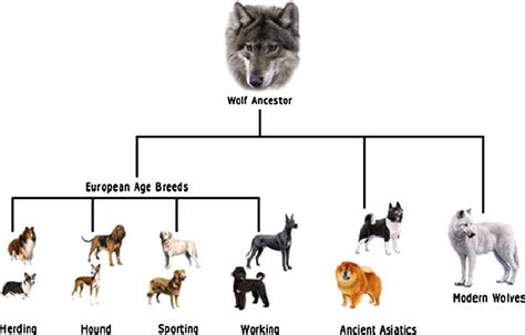 Canine Family Tree Chart