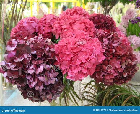 Flower Arrangements in Vases. Stock Image - Image of gardening, green ...