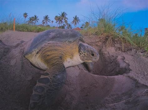 World's most complete health analysis of nesting sea turtles conducted ...