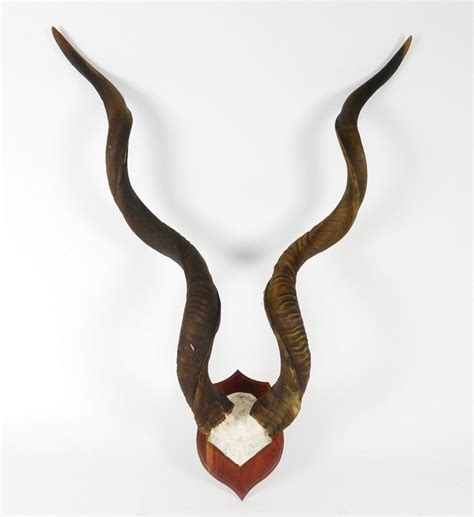 Kudu Trophy Horns on Shield Mount - Natural History - Industry Science & Technology