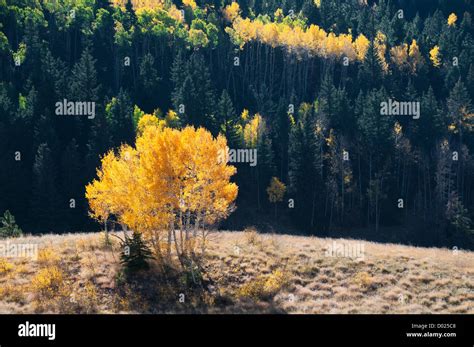 Aspen Trees fall colors Stock Photo - Alamy