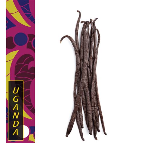 Vanilla Beans | Native Vanilla