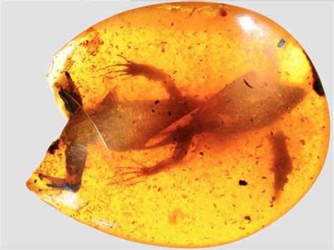 Fossils: Fossils In Amber