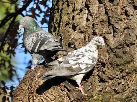 Tippler Pigeon | SIMILAR BUT DIFFERENT IN THE ANIMAL KINGDOM