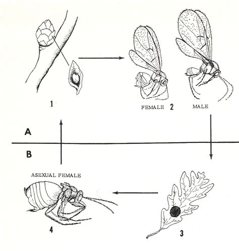 Bug Eric: Wasp Wednesday: Gall Wasps