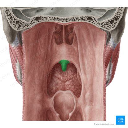 Palate: Anatomy, innervation, blood supply, and function | Kenhub